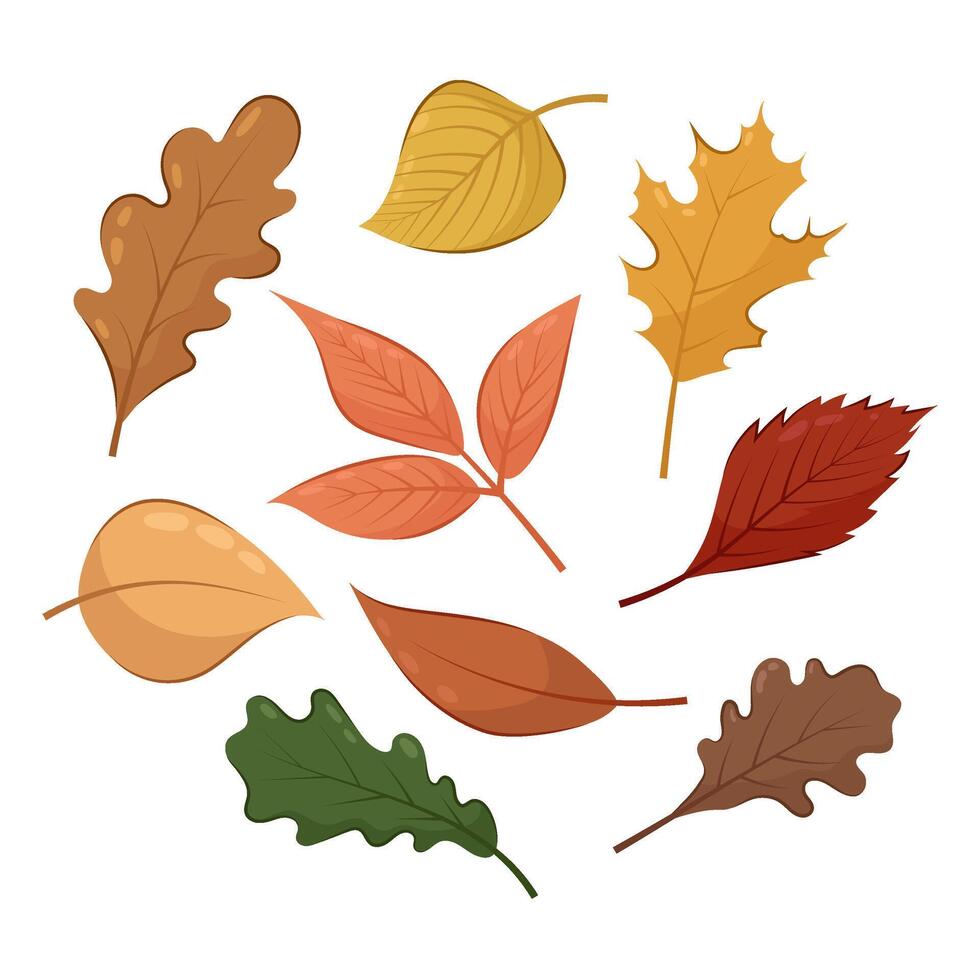 Set of vector illustrations of autumn leaves on a white background. Autumn leaves in flat style. Foliage. Autumn.