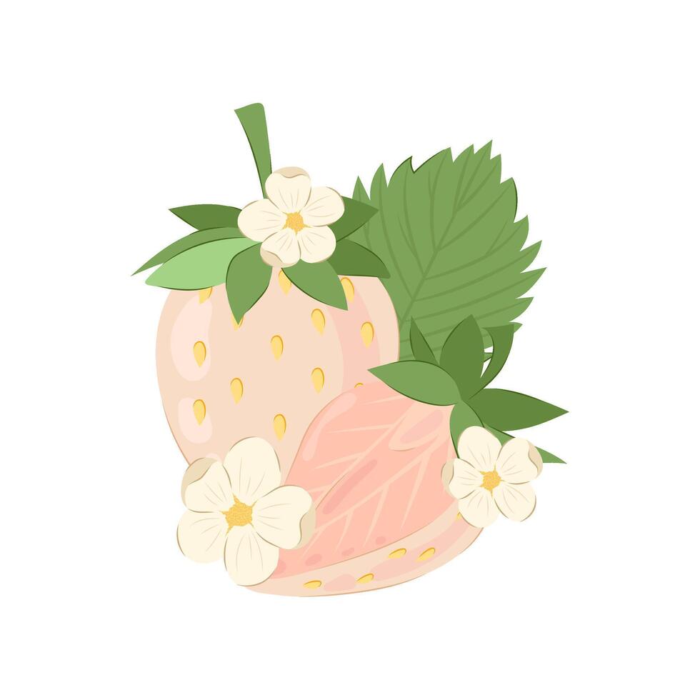 Ripe withe strawberries flowers in white on a white background. White strawberry vector illustration in flat style.