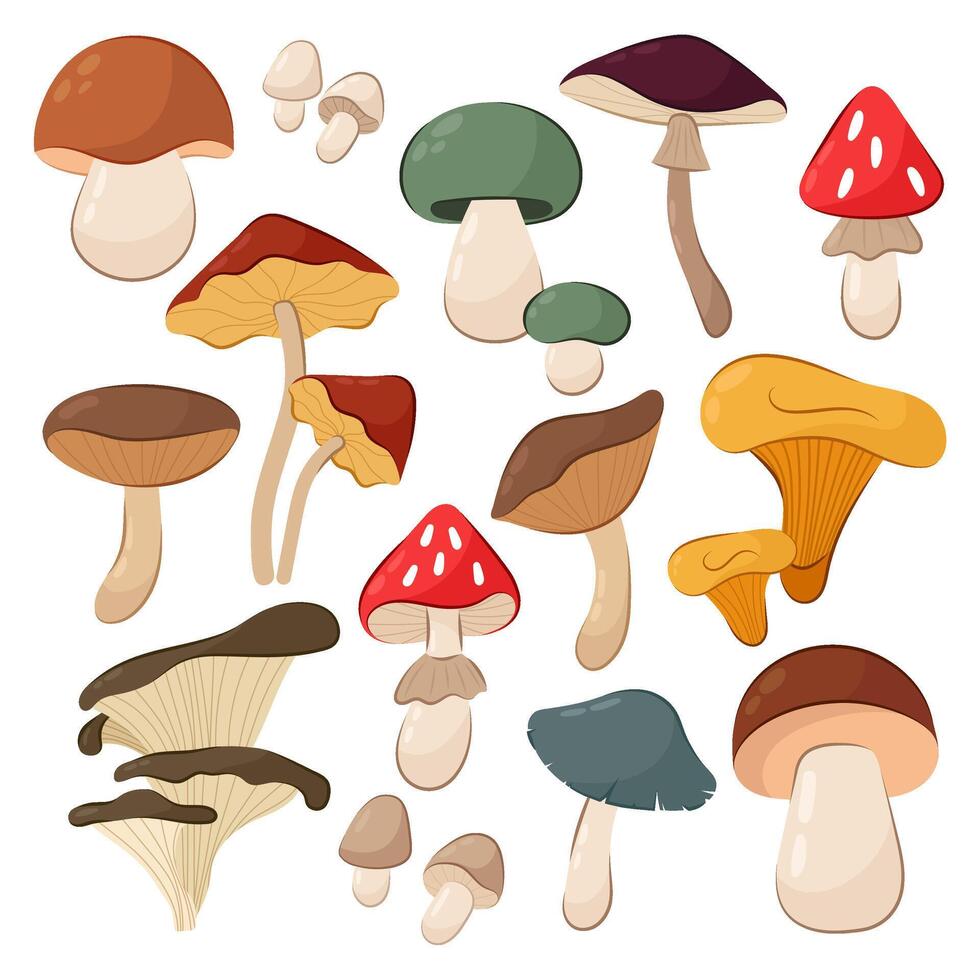 Set of vector illustrations autumn mushrooms on a white background.