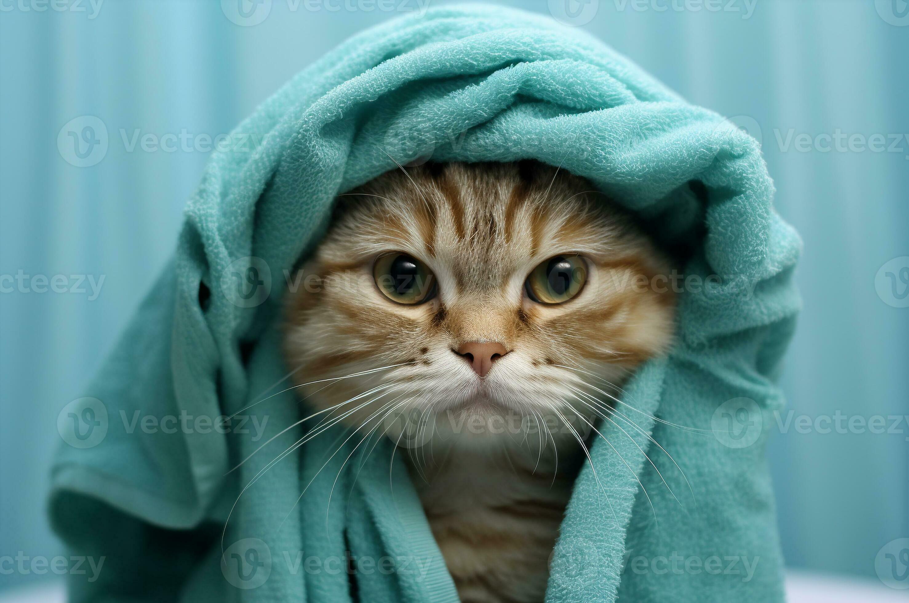 Cat after shower in a towel. Generative AI 33064885 Stock Photo at Vecteezy
