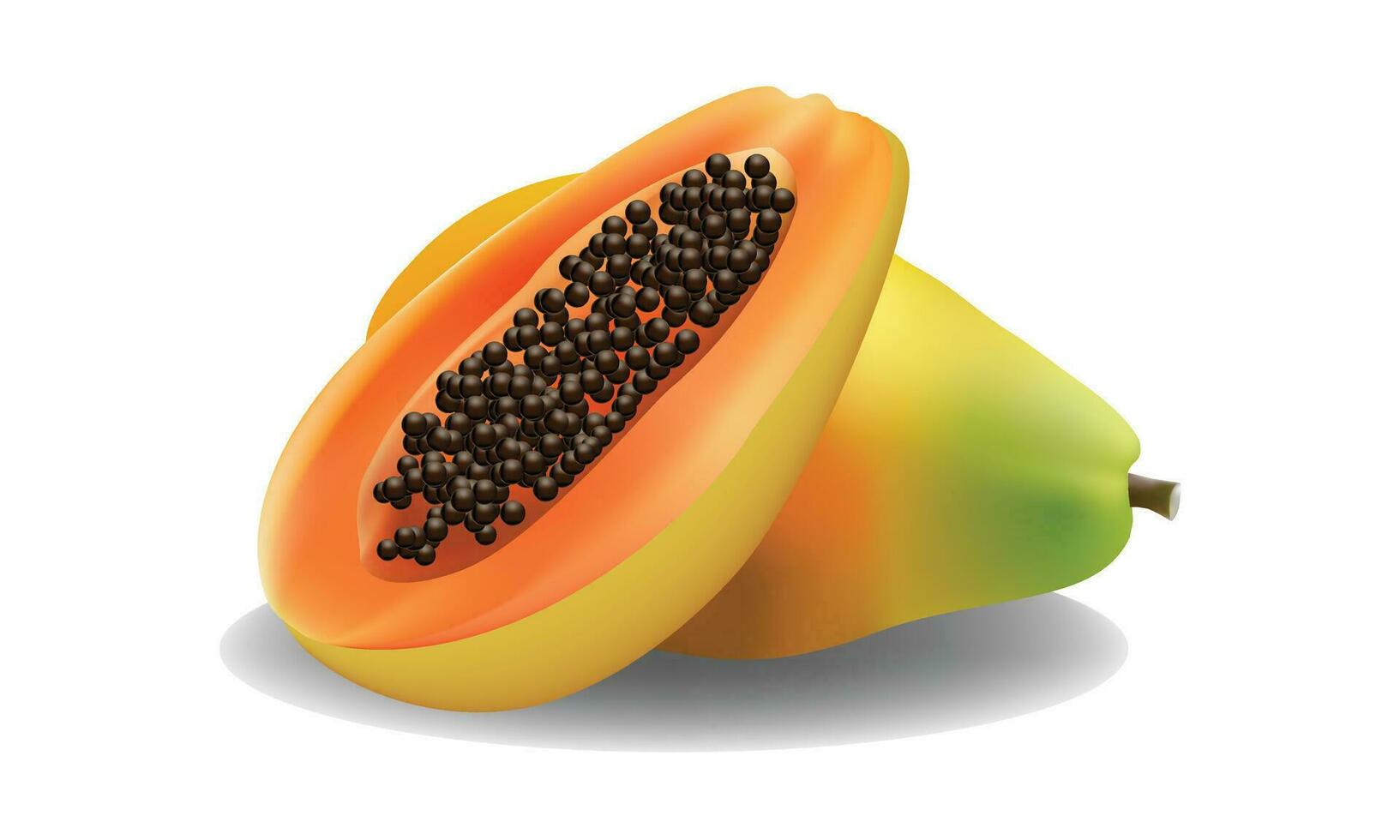 papaya pawpaw in red, orange and green color vector shape for background design.