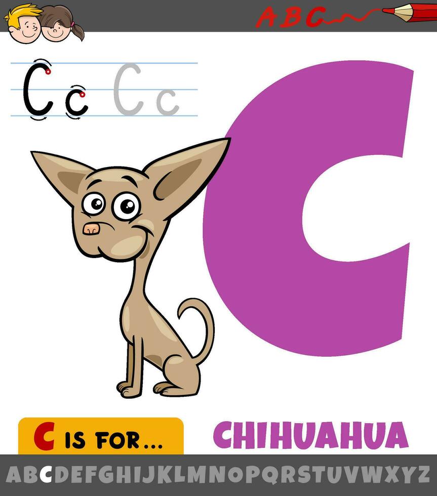letter C from alphabet with cartoon chihuahua dog animal character vector