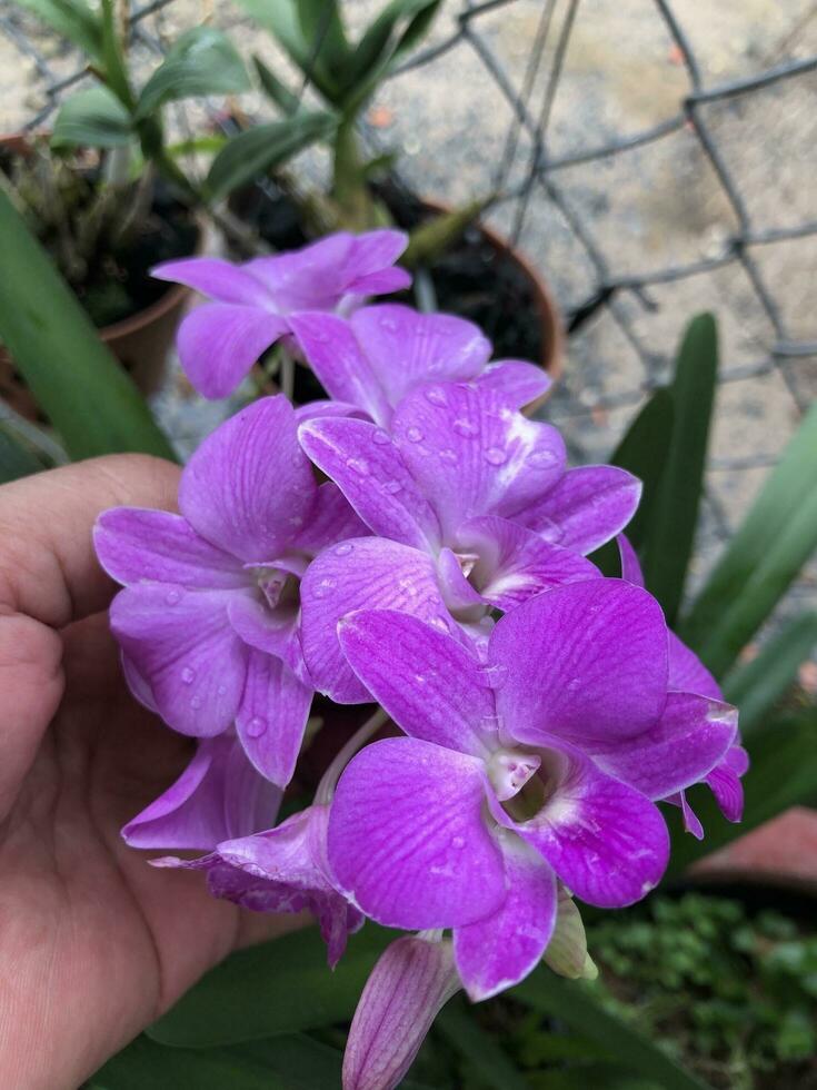 Close-up of a beautiful purple photo