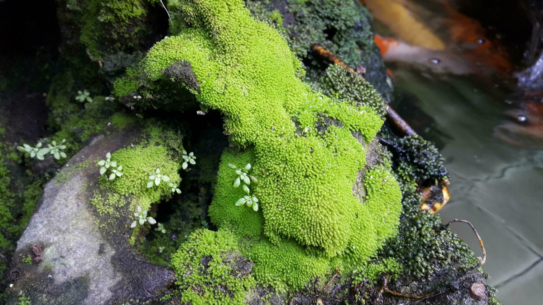 Spirulina on rocks during monsoon at home Free photo