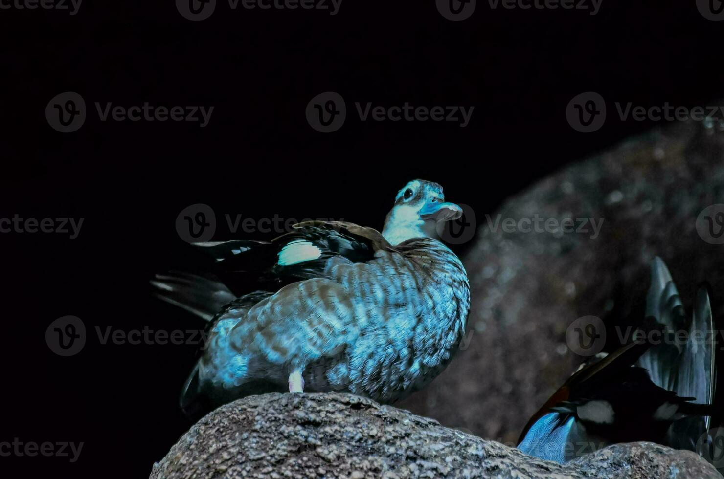 a blue duck sitting on a rock in the dark photo