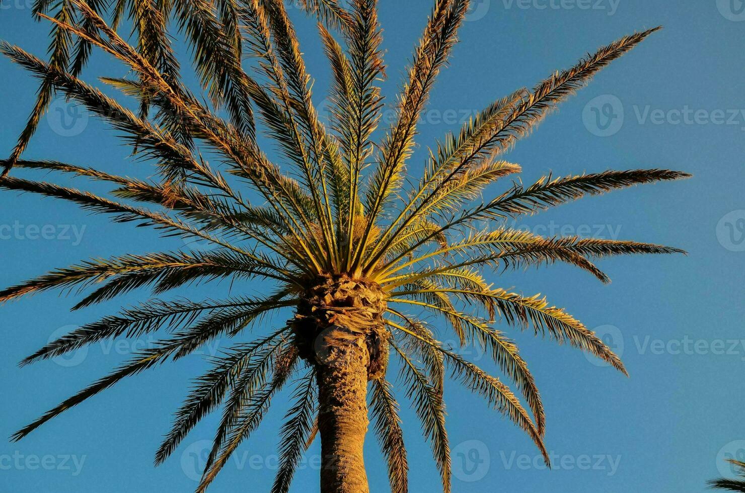 palm tree against blue sky photo