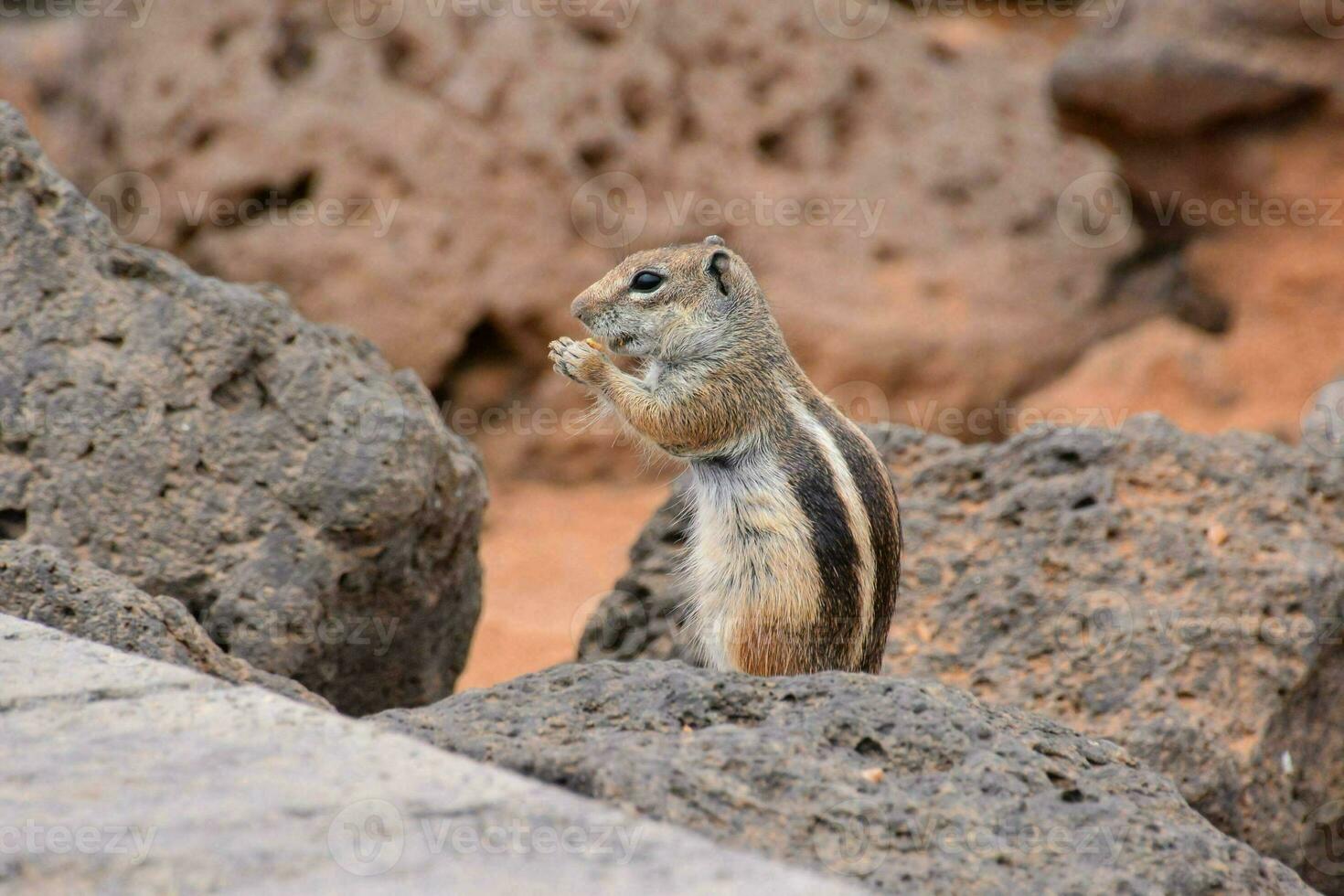 a chipmunk standing on a rock with its paws up photo