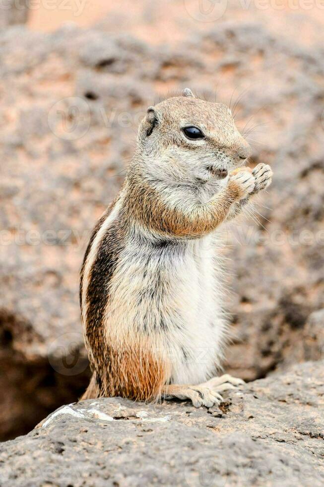 a chipmunk standing on a rock with its paws up photo