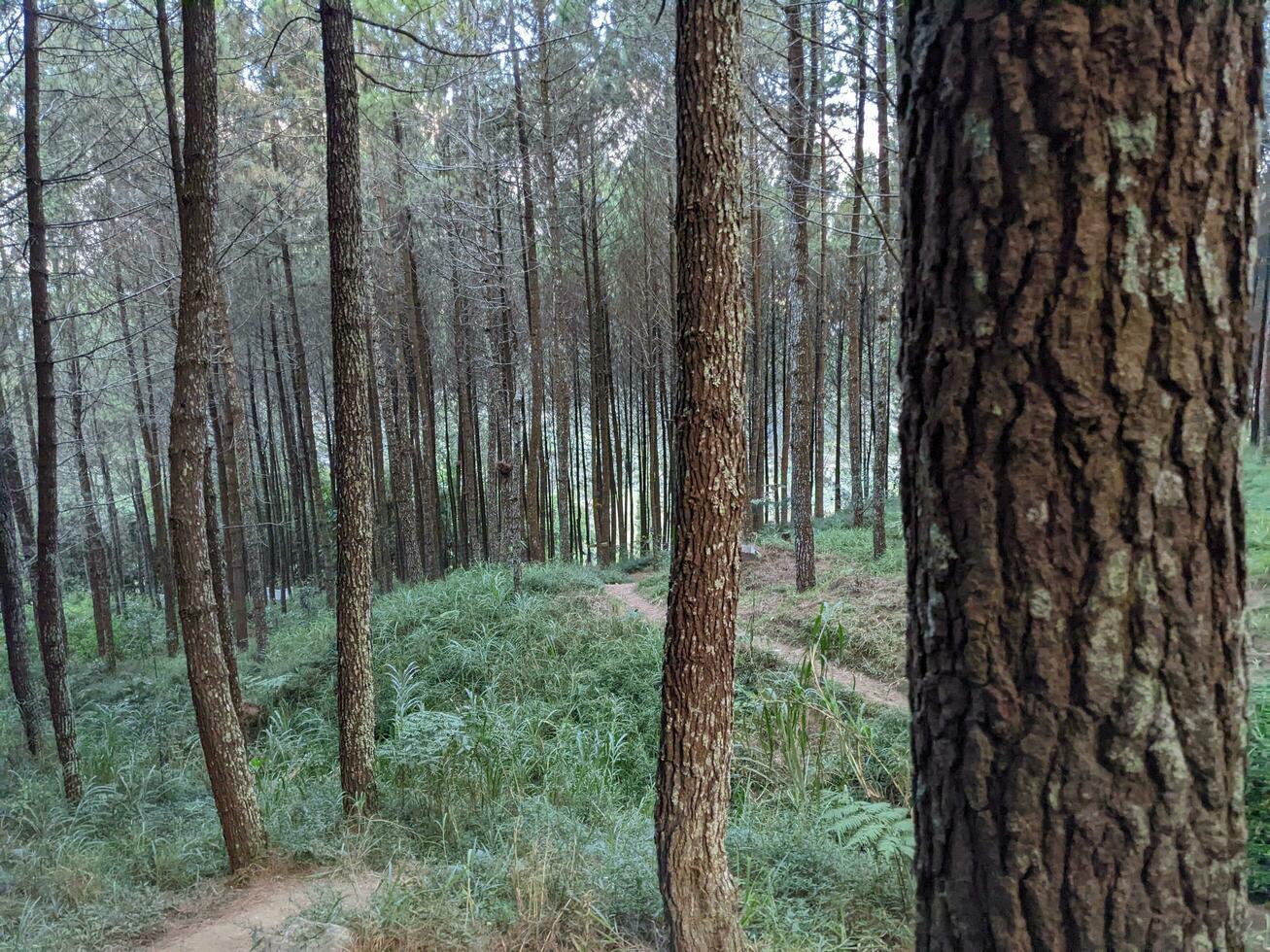 The way on the tropical forest that going to peak mountain when rainy season. The photo is suitable to use for adventure content media, nature poster and forest background.