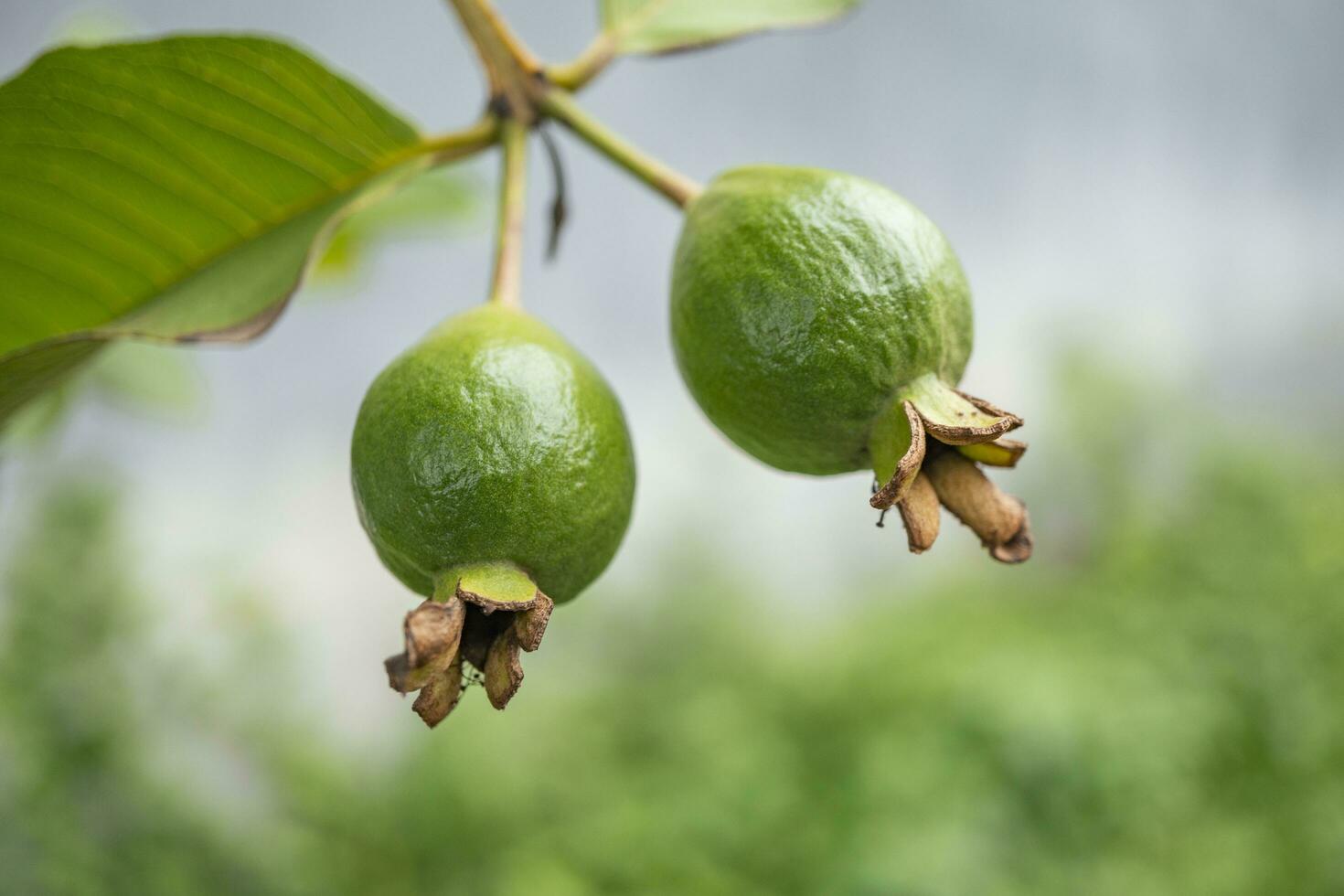 photo of small twin guava fruits on the tropical park. The picture perfect for pamphlet, nature poster, nature promotion and traveler.