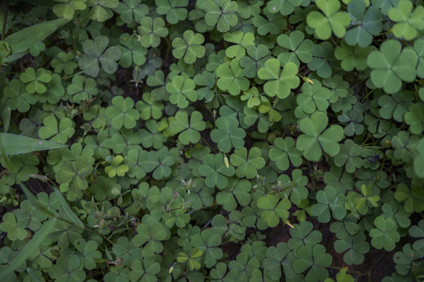 macro foto de Tres hoja trébol en el parque cuando primavera tiempo. el fotos es Perfecto para folleto, naturaleza póster, naturaleza promoción y viajero.