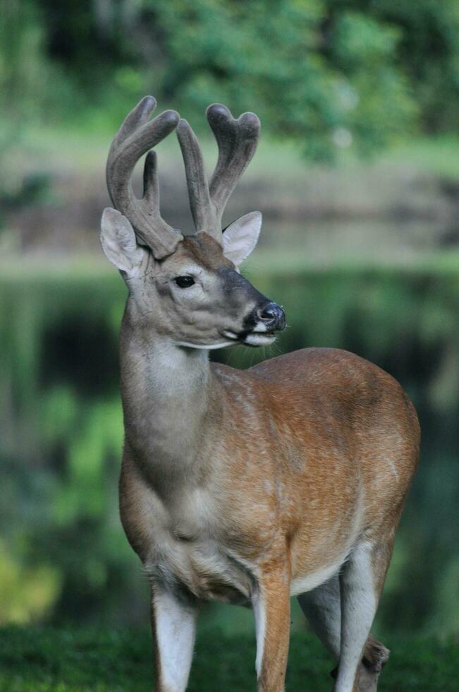 Confident buck stands strong photo