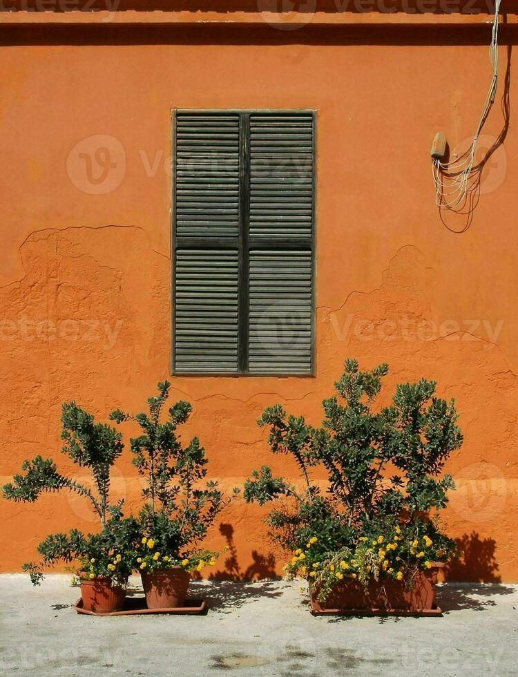 two potted plants sit in front of an orange wall photo