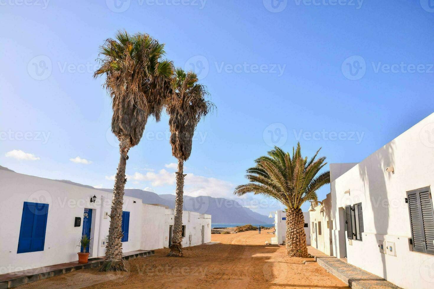 palm trees line the street in front of a white building photo
