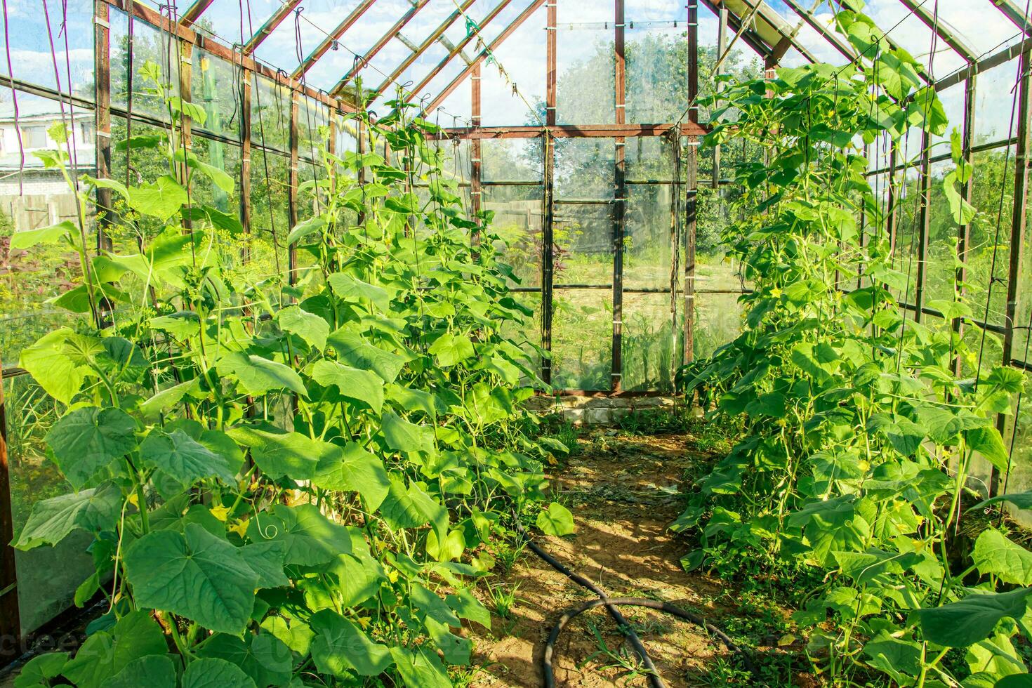 Growing cucumbers in greenhouse. photo