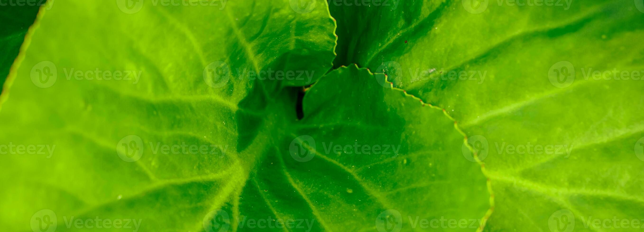 Green leaf close up. Veins on plant macro. photo