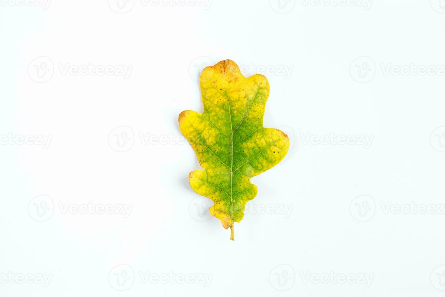 Autumn oak leaf isolated on white background. Fallen yellow foliage. photo