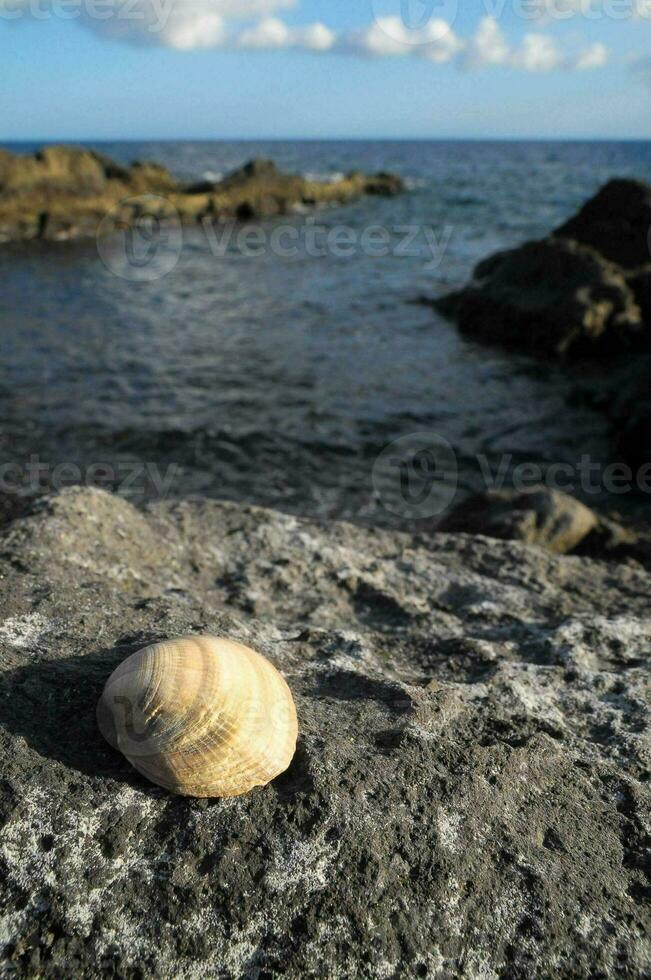 a shell is sitting on a rock near the ocean photo