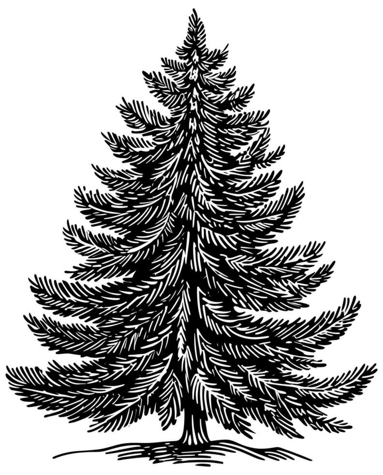 abeto árbol xilografía vector