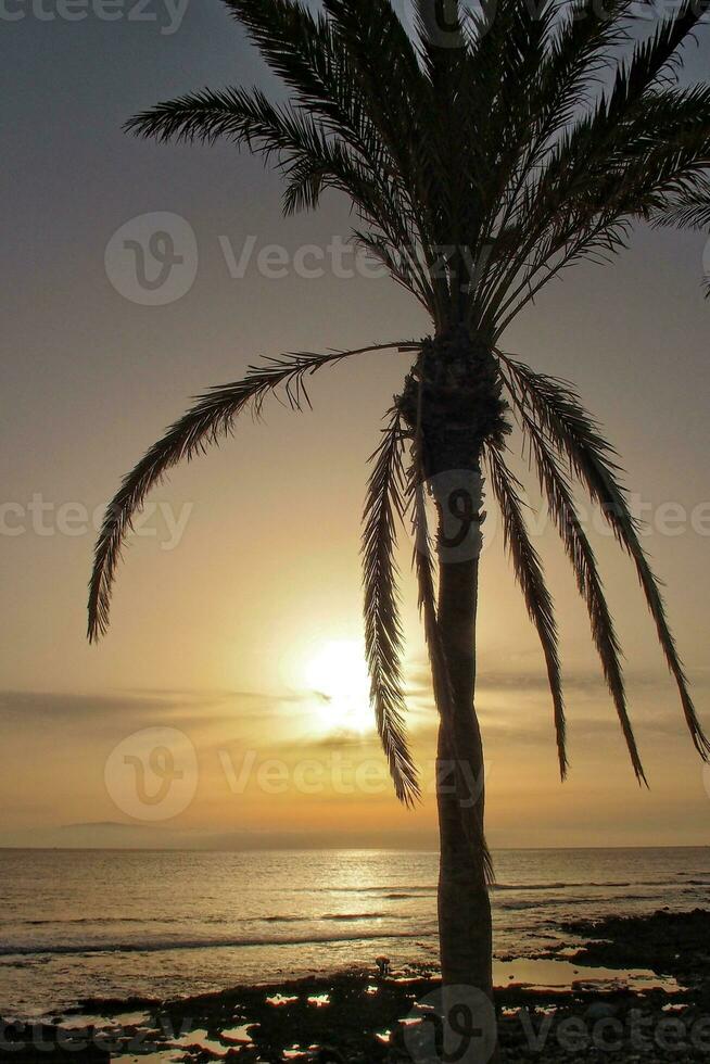 picturesque ocean landscape with the setting sun in a tropical country during summer holidays with palm photo