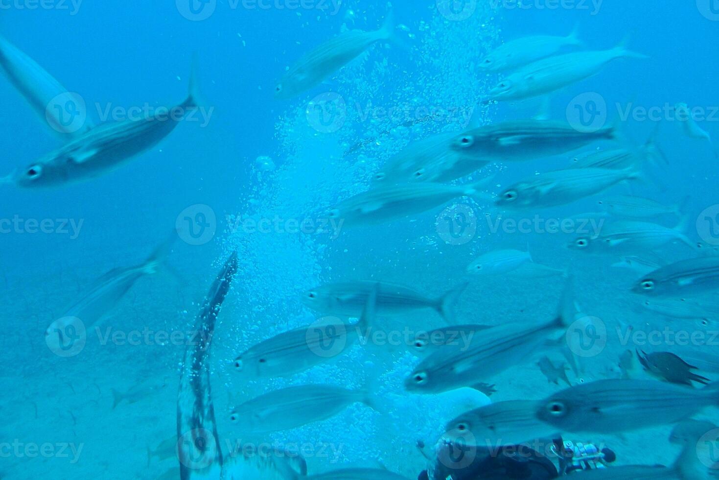 tranquilo calma submarino mundo con pescado vivo en el atlántico Oceano foto