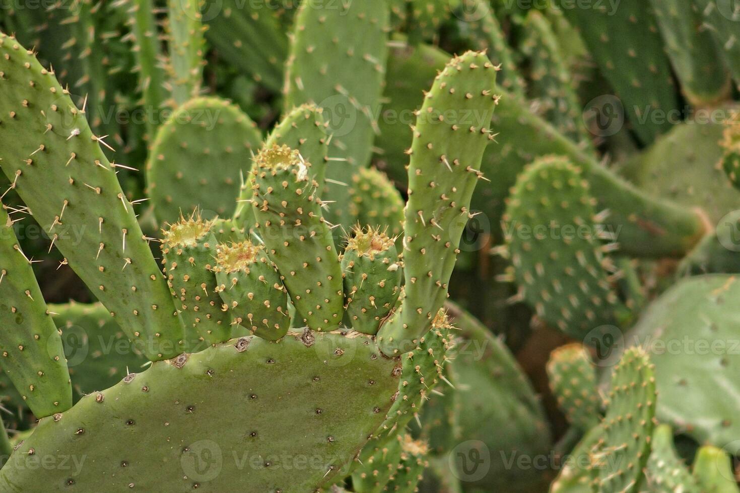 original prickly prickly pear cactus growing in a natural habitat photo