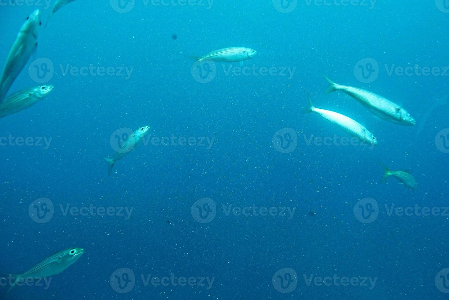 quiet calm undersea world with fish living in the Atlantic Ocean photo