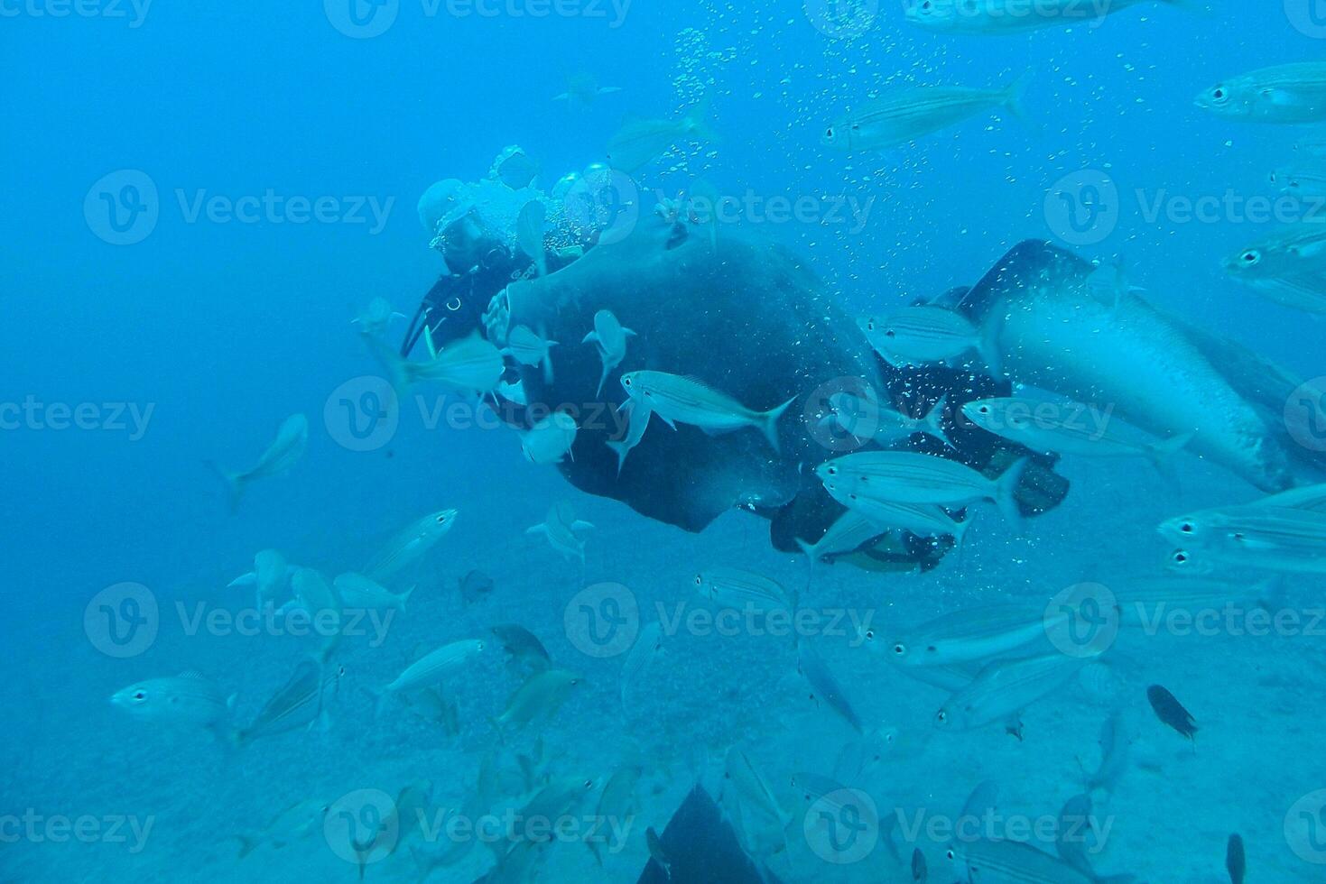 tranquilo calma submarino mundo con pescado vivo en el atlántico Oceano foto