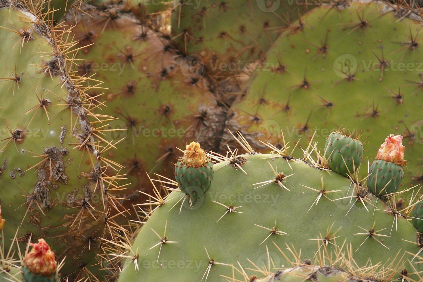 original prickly prickly pear cactus growing in natural habitat in close-up photo