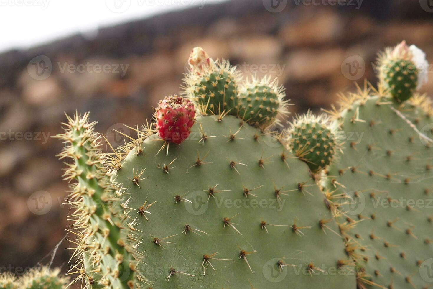 original prickly prickly pear cactus growing in natural habitat in close-up photo