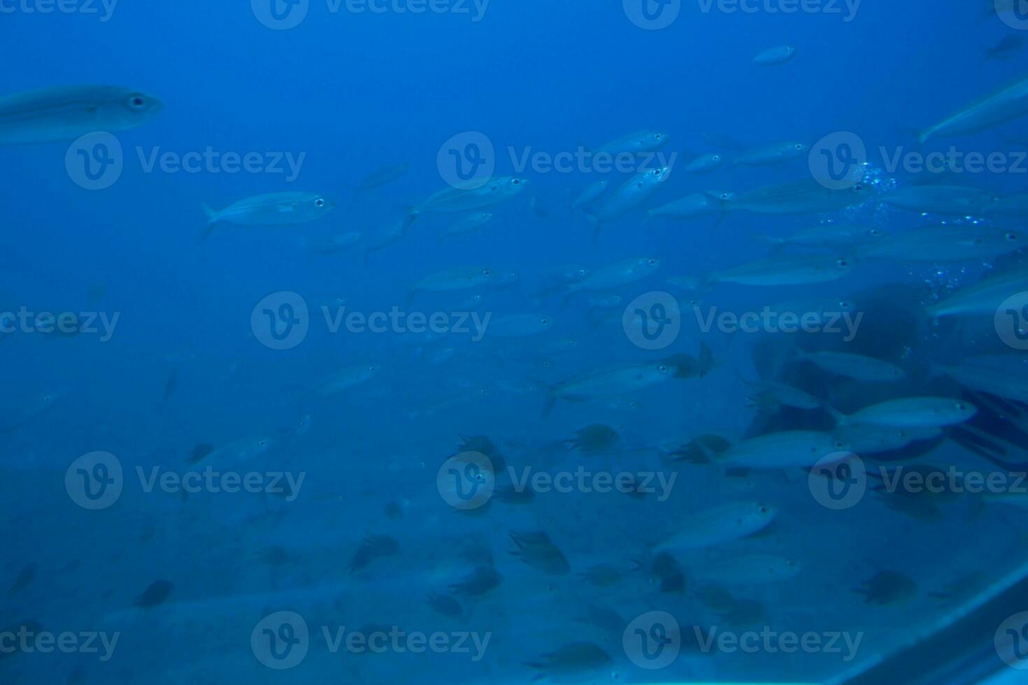 quiet calm undersea world with fish living in the Atlantic Ocean photo