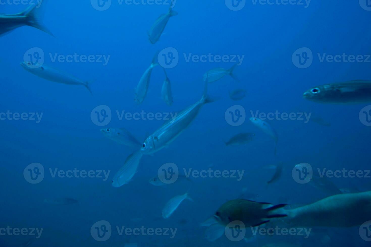 quiet calm undersea world with fish living in the Atlantic Ocean photo