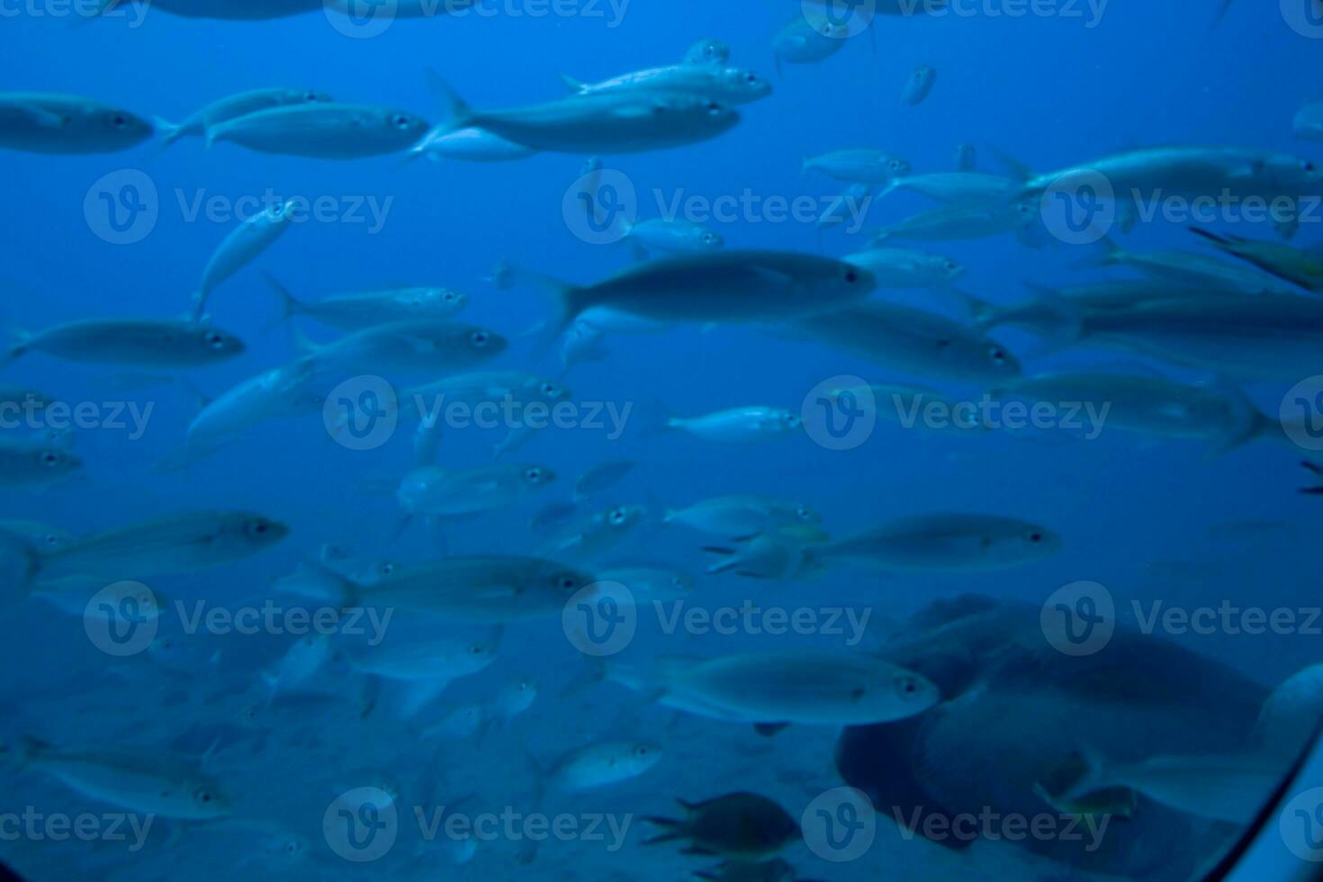 quiet calm undersea world with fish living in the Atlantic Ocean photo