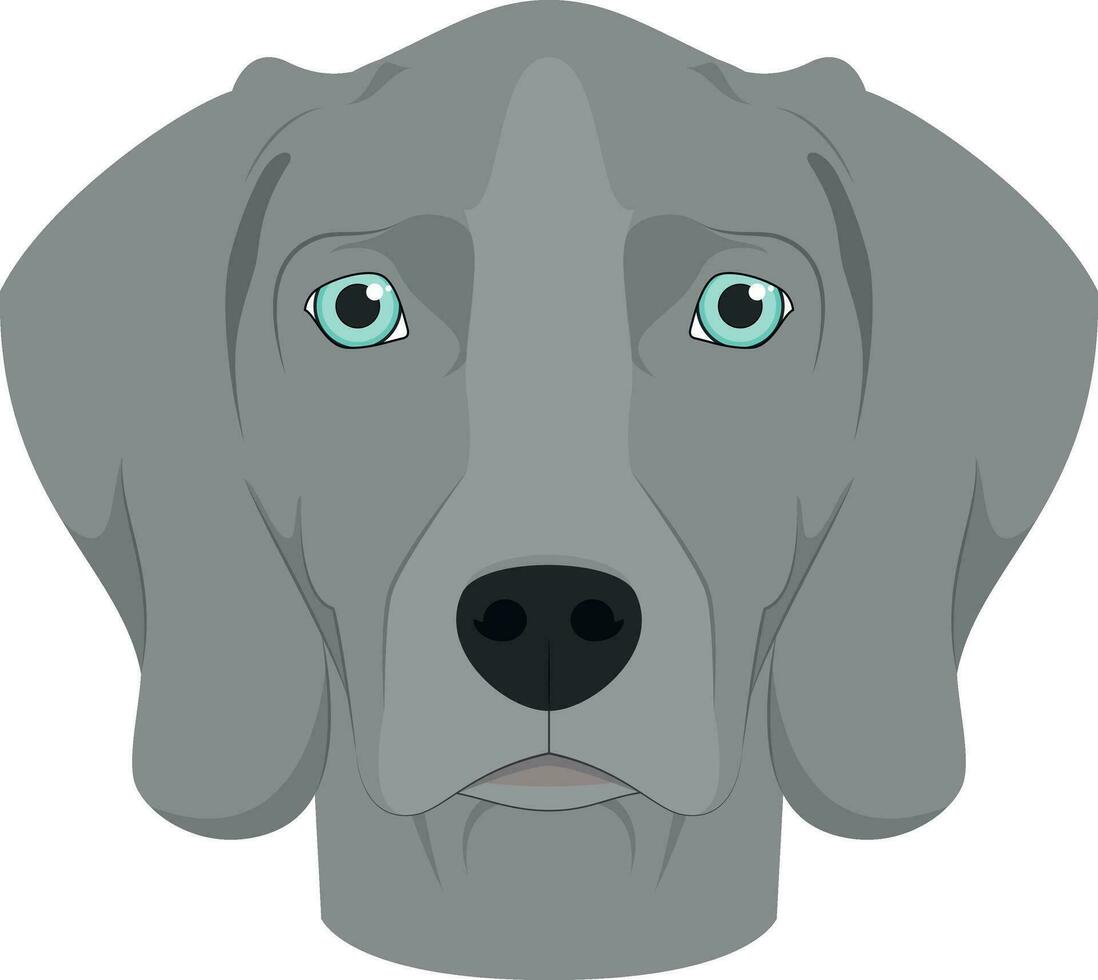 Weimaraner dog isolated on white background vector illustration