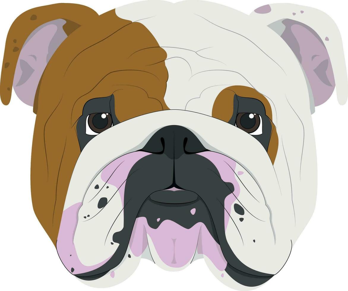 Inglés buldog perro aislado en blanco antecedentes vector ilustración