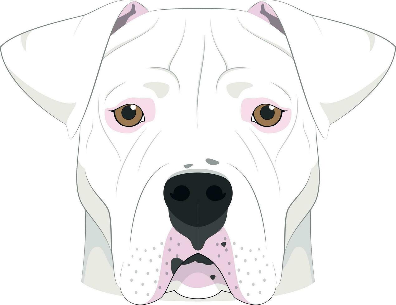 Argentinian Dogo dog isolated on white background vector illustration