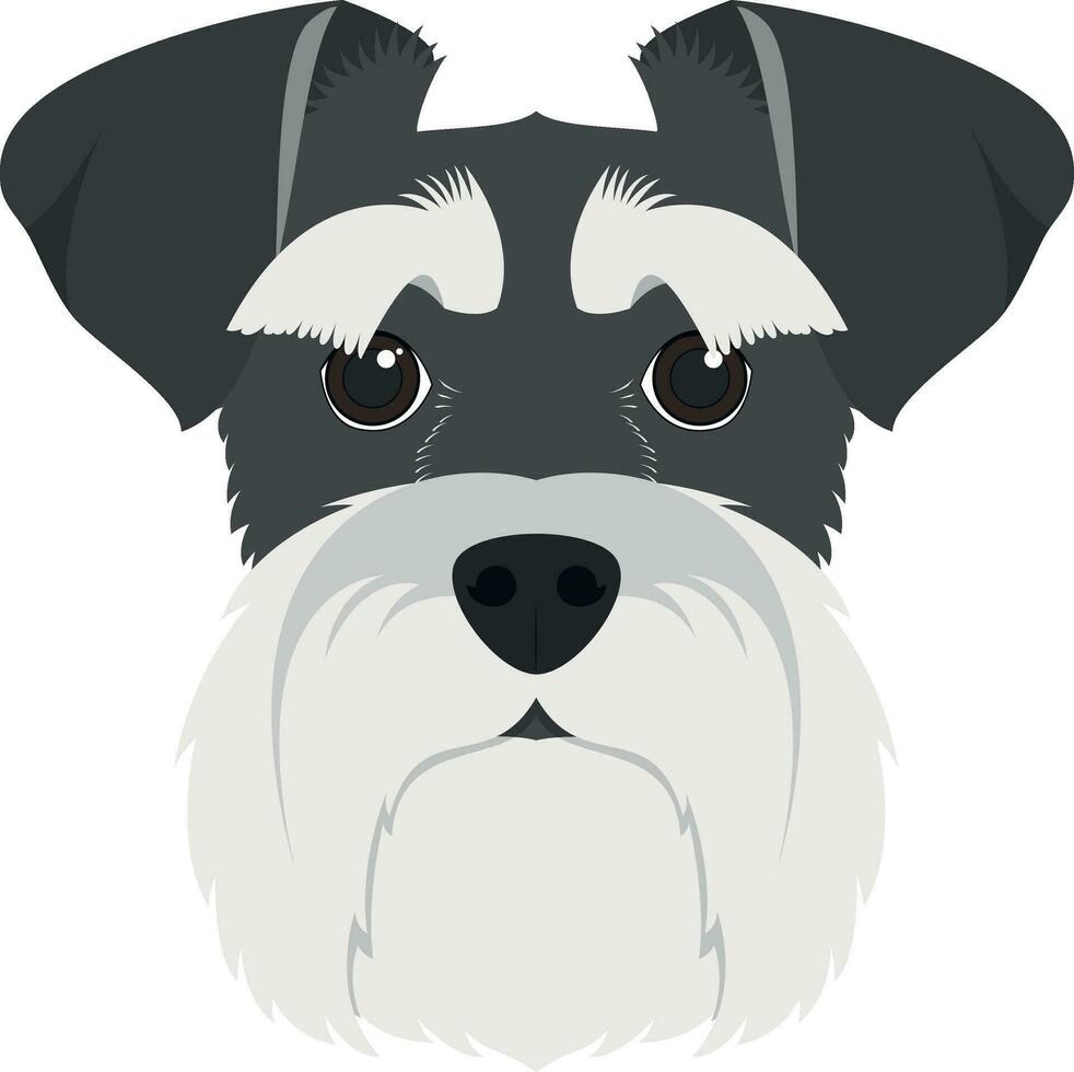 Schnauzer dog isolated on white background vector illustration