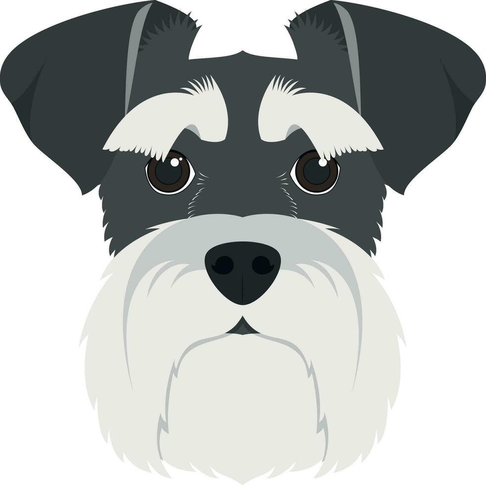 Schnauzer dog isolated on white background vector illustration