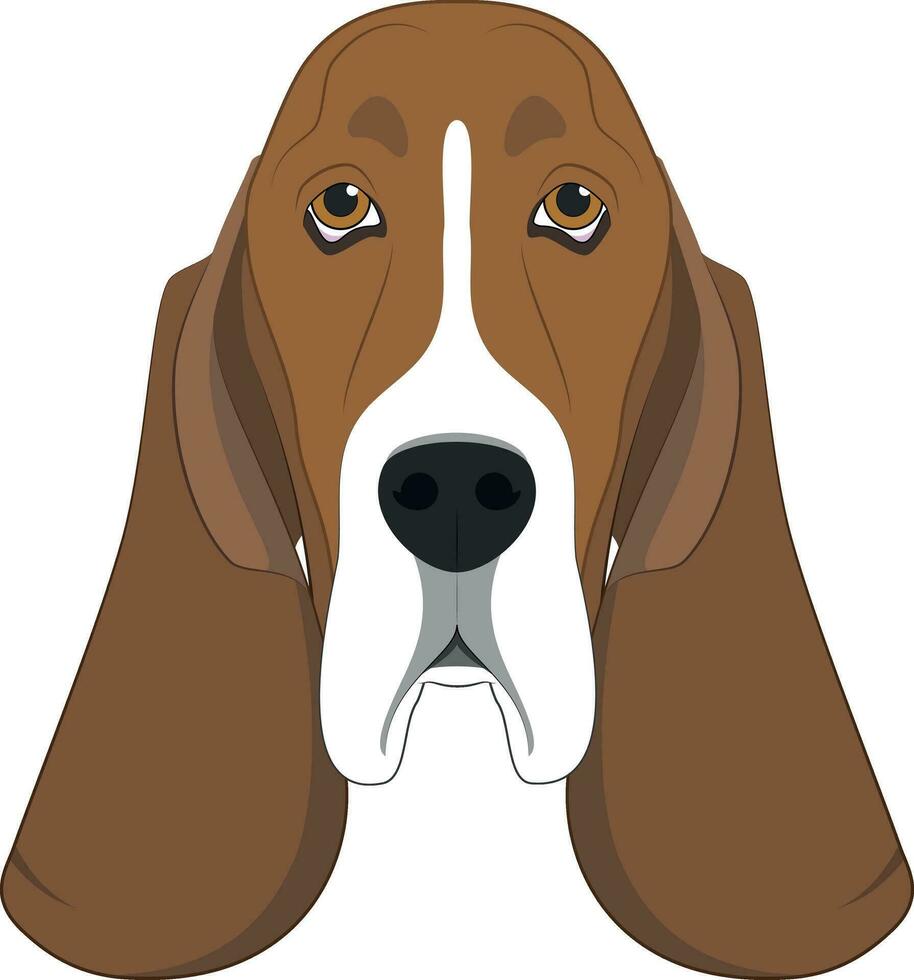 Basset Hound dog isolated on white background vector illustration