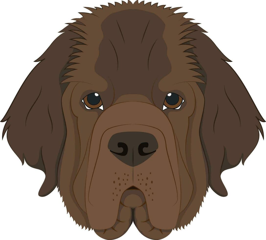 Newfoundland dog isolated on white background vector illustration