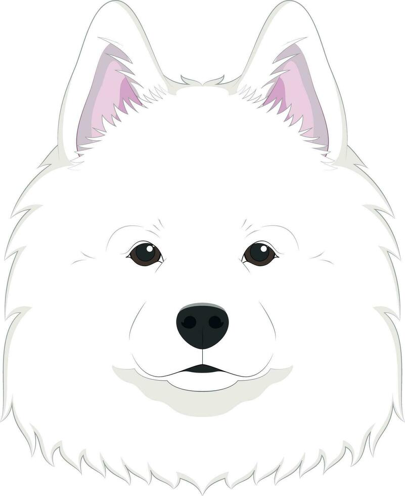 Samoyed dog isolated on white background vector illustration