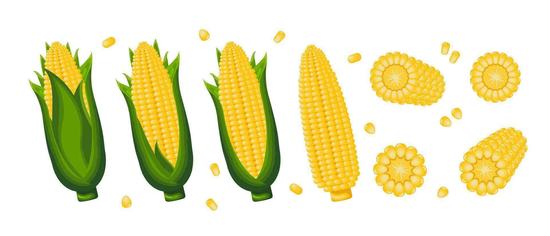 Sweet corn, corn cobs with leaves, corn grains. Icon set. Agriculture concept. Food icons, vector