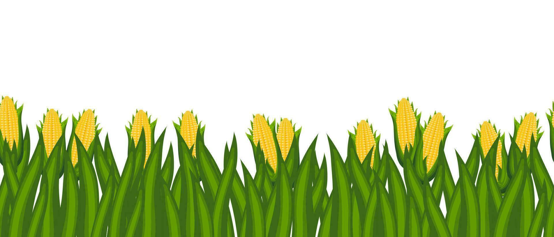 Seamless border, corn field, corn cobs with leaves. Agriculture concept. Background with copy space, vector