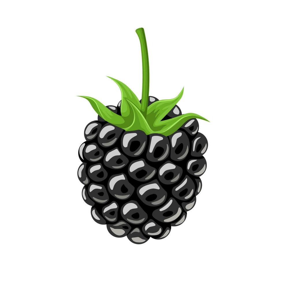 vector illustration, blackberry isolated white background.