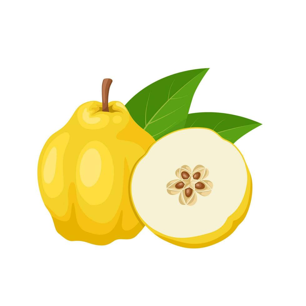 Vector illustration, quince fruit or Cydonia oblonga, isolated on white background.