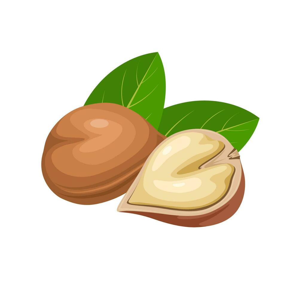 vector ilustración, japonés nuez, científico nombre, Juglans ailantifolia, aislado en blanco antecedentes.