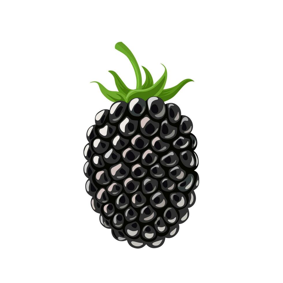 vector illustration, blackberry isolated white background.