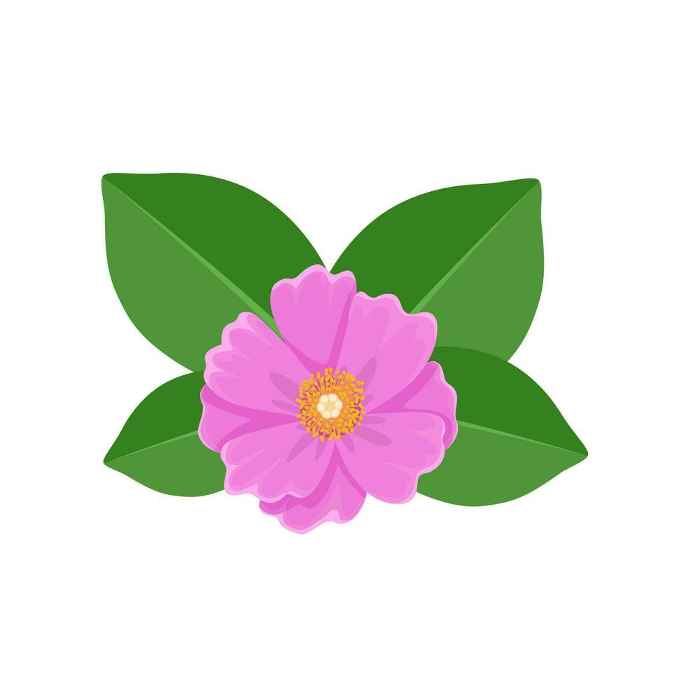 Vector illustration, rose cactus, scientific name pereskia grandifolia, with green leaves, isolated on white background.