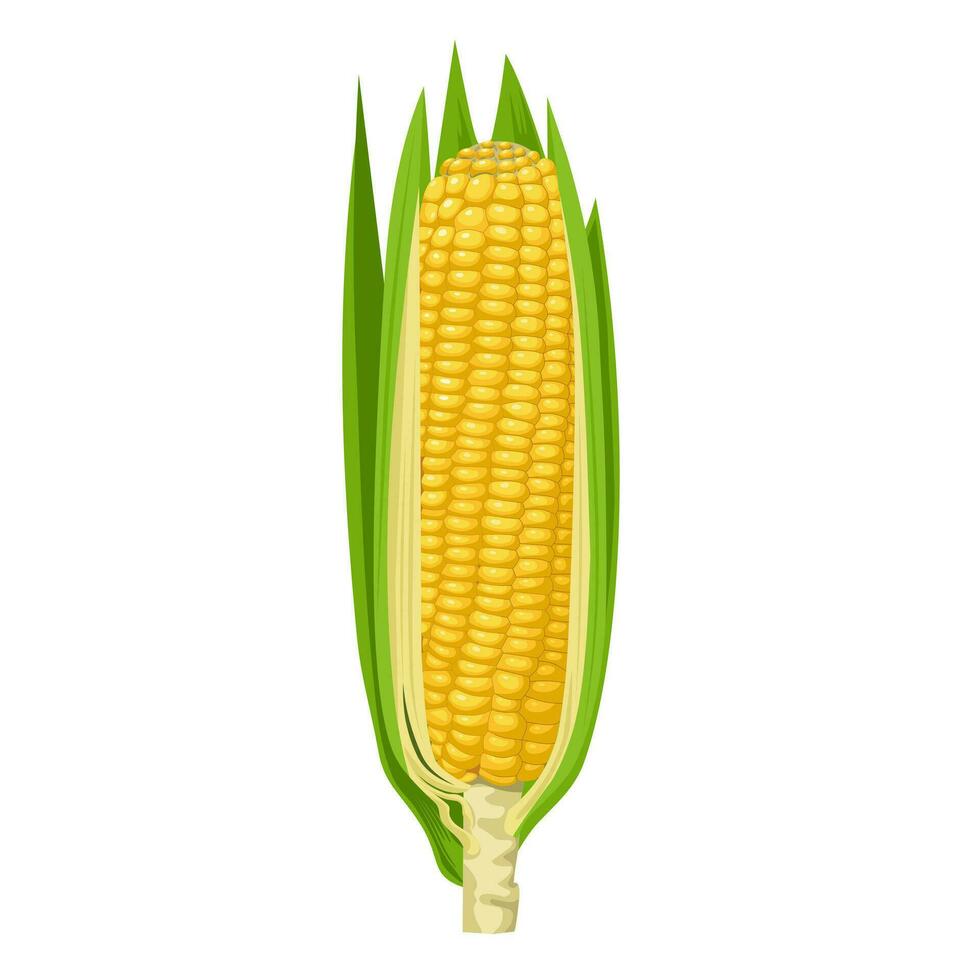 Vector illustration, corn cobs with husks, isolated on white background.