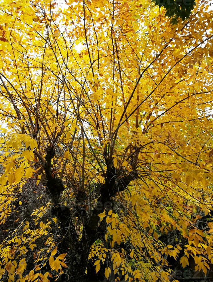 el natural belleza de otoño colores y que cae hojas foto